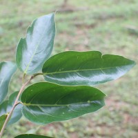 Hopea cordifolia (Thwaites) Trimen